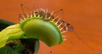 带你吃瓜养动物,带你走进“吃瓜养动物”的奇妙世界