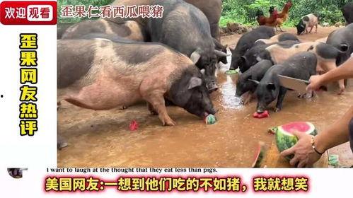 猪吃啥瓜,探寻猪吃啥瓜的奥秘