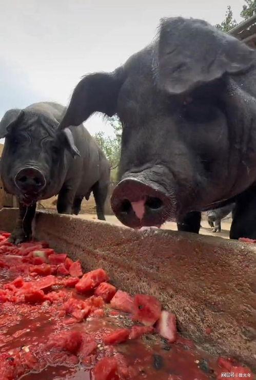 猪吃啥瓜,探寻猪吃啥瓜的奥秘