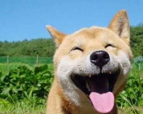 夏天吃瓜幽默句子