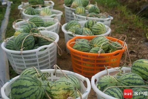 吃瓜之余,吃瓜群众视角下的娱乐圈风云录