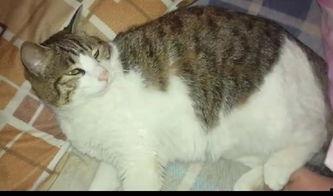 吃瓜群众猫咪视频,萌态百出，趣味横生的短视频集锦