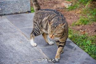 吃瓜群众猫咪视频,萌态百出，趣味横生的短视频集锦