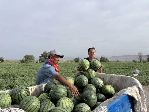 林清平吃瓜资源