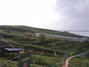 单县吃瓜群众事件,一场网络舆论的风暴与反思