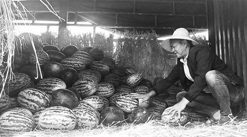 单县吃瓜群众事件,一场网络舆论的风暴与反思