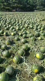 沂水吃瓜事件腾冲,腾冲网友热议的背后