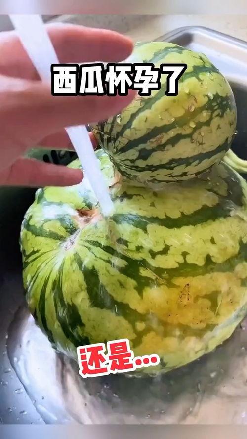 自动吃瓜搞笑视频,带你领略欢乐瞬间