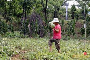 枣庄吃瓜直播,一场味蕾与视觉的盛宴