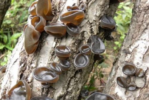 尿酸高吃茄瓜,尿酸高人群的茄瓜饮食指南