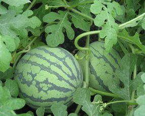 米瓜孕妇可以吃吗,安全与营养两不误