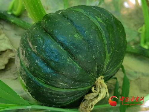 吃瓜泾川,吃瓜之旅，品味独特风味