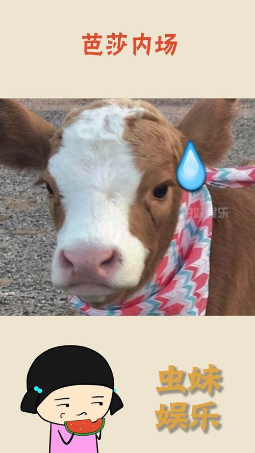 抖音撒娇吃瓜,趣味横生的网络潮流瞬间