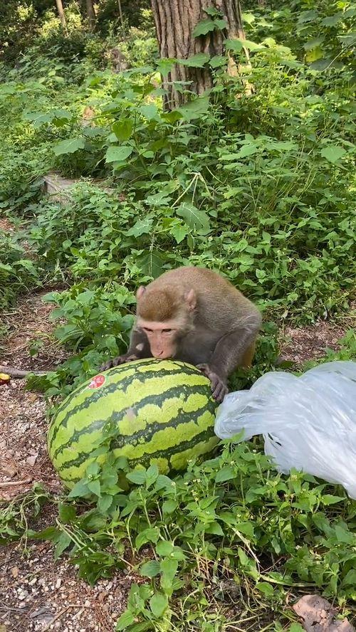 猴子吃脆瓜