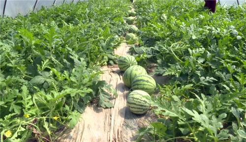 白水最新吃瓜视频