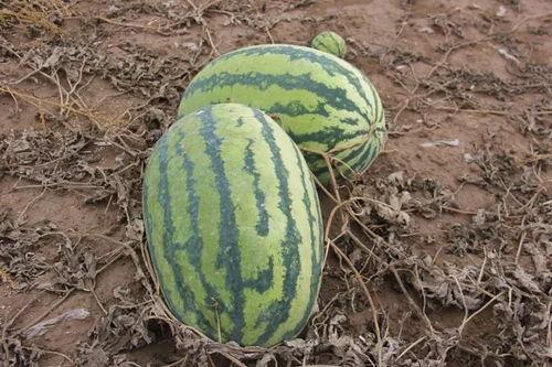 吃瓜小视屏,网络娱乐的另类风向标