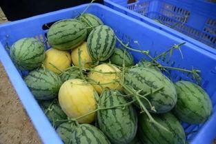 吃瓜爆料吃各种瓜黄,揭秘娱乐圈那些吃瓜爆料的幕后故事