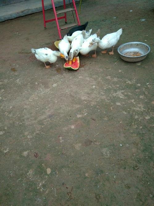 鸭瓜吃吧吗,揭秘鸭瓜的独特风味与食用之道