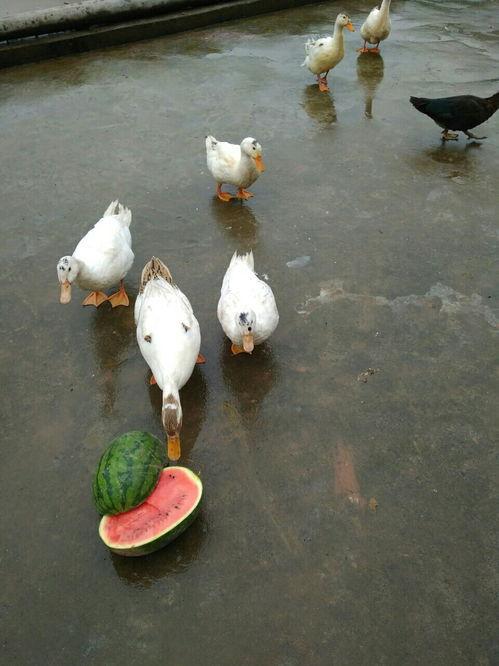 鸭瓜吃吧吗,揭秘鸭瓜的独特风味与食用之道