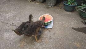 鸭瓜吃吧吗,揭秘鸭瓜的独特风味与食用之道