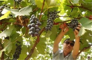 成都户外吃瓜,感受麻辣与清凉的完美邂逅