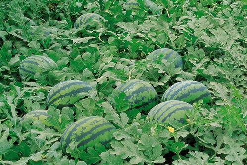 翰林国府兰陵吃瓜,一场别开生面的吃瓜盛宴