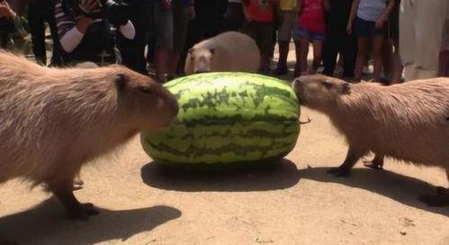 情感吃瓜趣事,那些让人笑出声的情感吃瓜趣闻