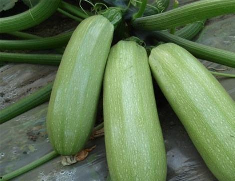 吃瓜有好处,揭秘日常生活中的健康小秘密