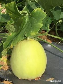 景区吃瓜放大屏幕,夏日狂欢新体验