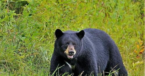 吃瓜黑熊本尊,揭秘熊界“网红”的日常生活