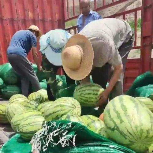 甘肃的吃瓜群众,甘肃“吃瓜群众”的日常生活与趣事