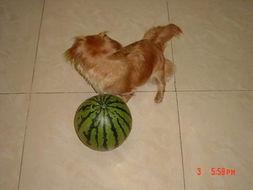 狗狗吃贝贝瓜做法