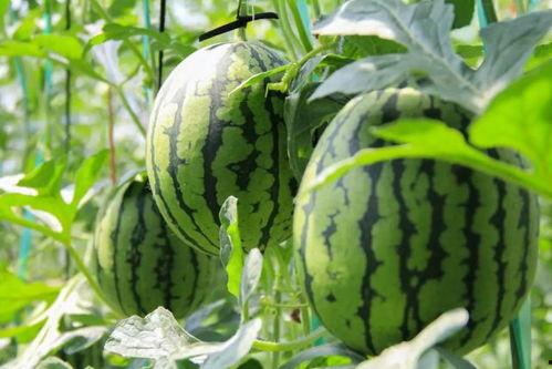 安庆吃瓜群众免费吃瓜事件