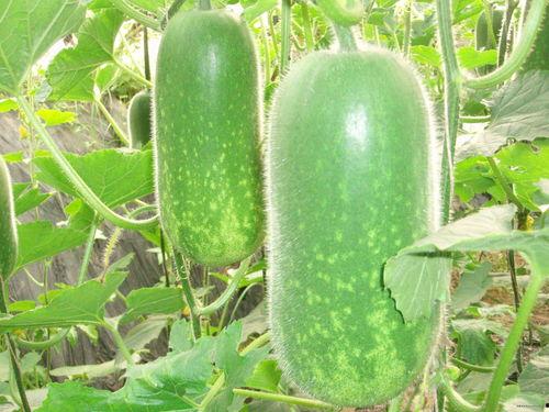 浙江农林吃瓜图,校园生活趣味横生