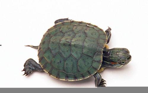 乌龟吃奇形怪瓜,邂逅奇形怪瓜的奇幻之旅