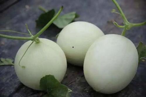 吃瓜日结,揭秘网红经济背后的真相