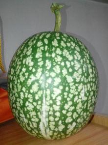 什么叫支持吃瓜,揭秘“吃瓜群众”背后的支持力量