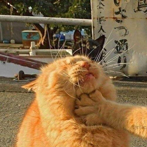 吃瓜搞笑情侣头像,搞笑情侣头像背后的甜蜜日常