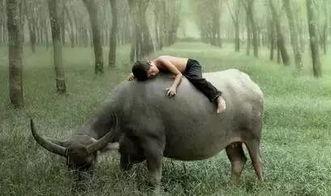 贵州小伙吃瓜放牛,田园生活诗意盎然