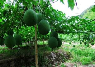 吃吊瓜便秘不,吊瓜食用与便秘关系探讨