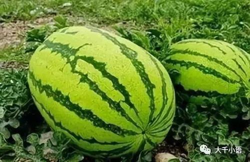 吃西瓜是瓜花还是瓜巴好吃,瓜花与瓜巴，谁才是美味佳肴？